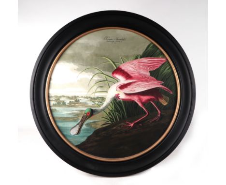 After John James Audubon, A circular coloured print depicting a Roseate Spoonbill, glazed and in an ebonised and gilt frame, 