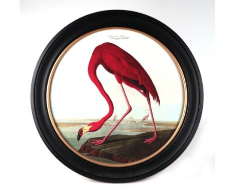 After John James Audubon, coloured circular print depicting an American flamingo, glazed and ebonized gilt frame, 55cm diamet
