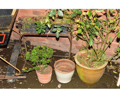 A WROUGHT IRON PLANTER STAND with contents together with a glazed planter and two terracotta (4)