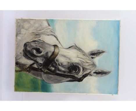 20TH CENTURY ENGLISH SCHOOL An equine portrait study a grey horses head, wearing a head collar, an Oil on canvas, 35cm x 25cm