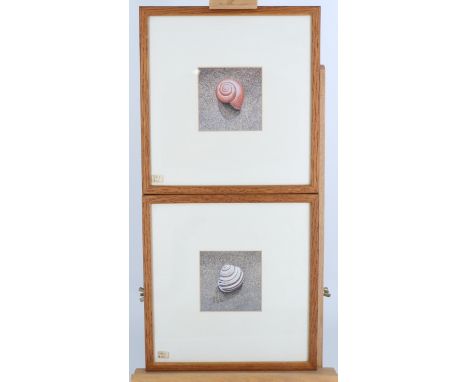 A pair of late 20th Century studies of shells, watercolour, uniformly framed under glass, 25 cm x 25 cm overall