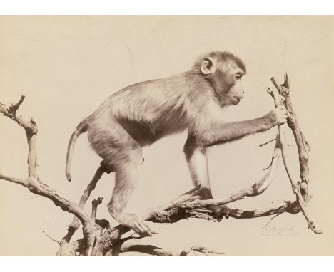 Anschütz, Ottomar -- Selected animal studies (taxidermy models). 1885-89. 8 albumen prints. Each circa 14,5 x 20,5 cm. Each w