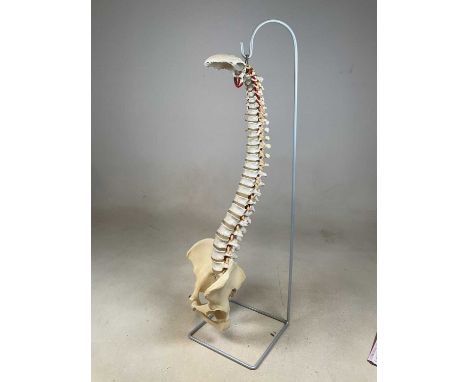A German made resin model of a spine and hips on a metal stand, height 86.5cm.