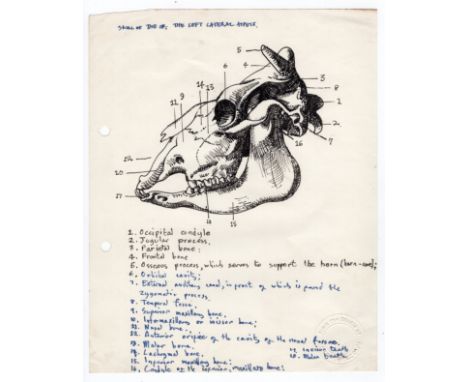 Robert Oscar Lenkiewicz (1941–2002) original pen sketch of an ox skull (left lateral aspect) with annotation and has official