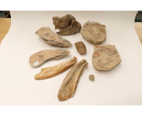 Fossils: A Collection of Seven Fossils; comprising Belemnite and Amanite; a negative and positive casting of a fossil fish up