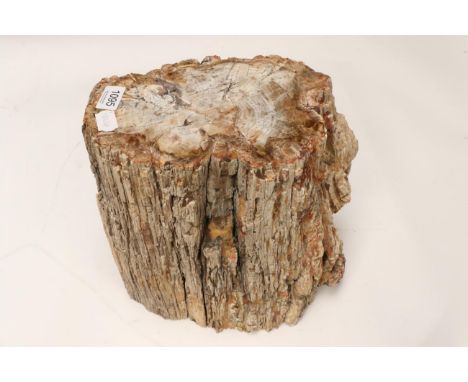 Fossils: Agatised Fossil Wood Trunk with Polished Top, Madagascar, Triassic period, 240 million years   From the Auracaria Tr
