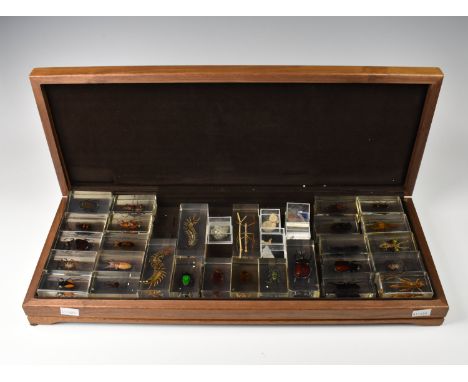 A large collection of insect specimens in resin to include Giant wasp; Lantern bug; Rhinoceros beetle; Giant centipede etc et