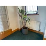 Plant Pot & Plant