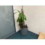 Grey Plastic Plant Pot & Plant