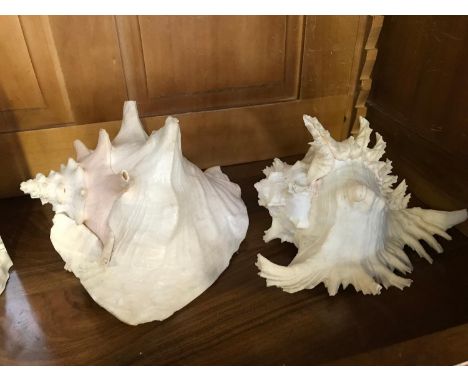 2 Large interior/ garden shells 