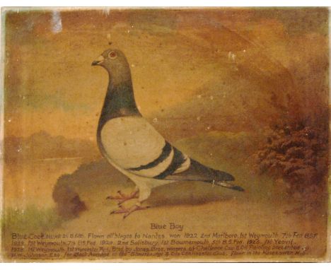 ANDREW BEER (1862-1954) - A portrait of the racing pigeon 'Blue Boy', oil on canvas, signed, framed, 30cm x 39.5cm