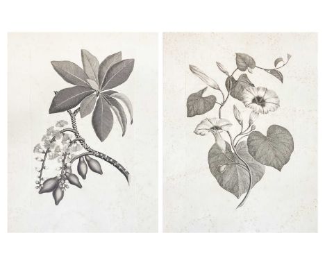 After Sydney Parkinson (1745-1771) Two proofs or spare prints made for the 1967 publication, (the misnamed) “Captain Cook’s F