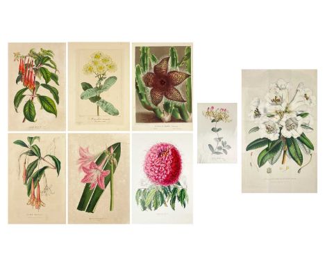 (Botanical Illustrations) Approximately forty coloured illustrations, loose leaves. (40)