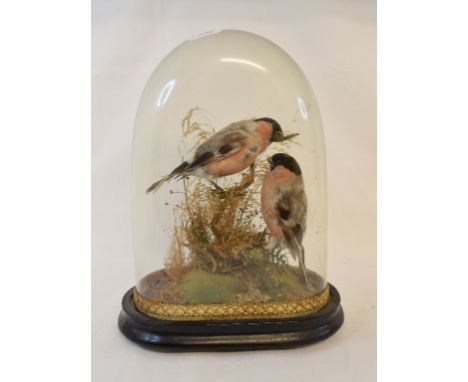 Taxidermy: Two bullfinches, in a naturalistic setting, under a glass dome, 29.5 cm high, a coloured print, a pair of trench a