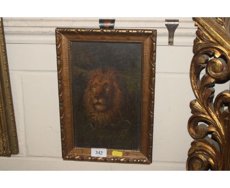 19th Century school, oil on panel study of a lion in gilt frame 