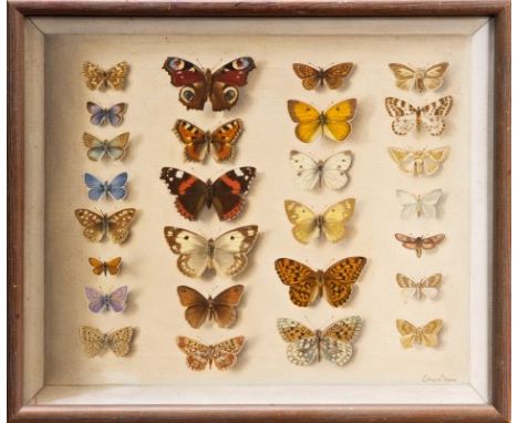 *Edna Bizon (b. 1929), oil on canvas - a panel of mounted butterflies, signed, framed, 30cm x 35cm CONDITION REPORT Would ben