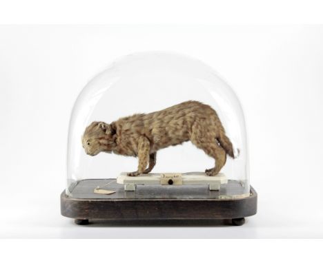 Schul-Präparat einer Zwergkatze (lat. Prionailurus rubiginosus). Südostasien, datiert 1908, Rostkatze stehend, den Kopf genei