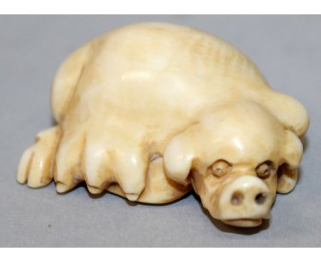 AN EARLY 20TH CENTURY SIGNED JAPANESE IVORY NETSUKE, carved in the form of a reclining sow, the base with an engraved signatu