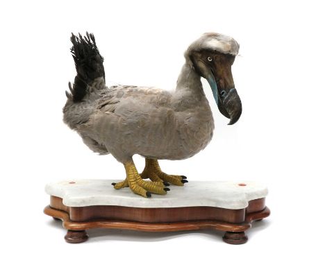 THE DODO,a custom taxidermy creation from Black Dagger Fine Art natural history studio, feet and head cast from a preserved d