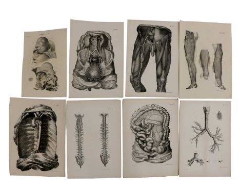 ANATOMICAL19th century, a good group of eight large anatomical post-mortem autopsy prints, including a striking male torso di