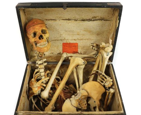 SKELETON IN A TRUNK,1960s, a highly realistic old-looking resin film prop medical skeleton, hidden in a spooky brass-studded 
