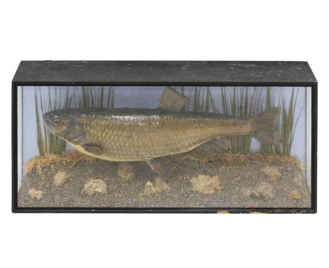 CHUB, 20th century, a taxidermy chub, scientific name Squalius cephalu, mounted in a diorama vitrine, 72cm wide35cm high