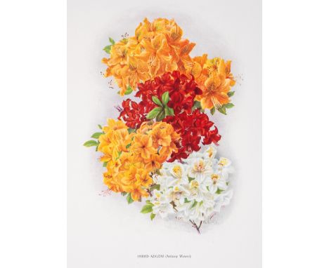 Botany.- Millais (John Guille) Rhododendrons and the Various Hybrids. Second Series, one of 550 copies, 53 plates, 17 colour,
