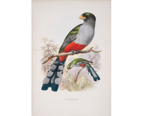 Birds.- Caribbean.- Cory (Charles B.) The Birds of Haiti and San Domingo, 22 hand-coloured lithographed plates, 1 uncoloured 