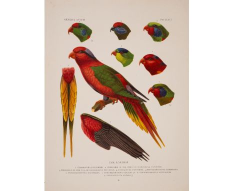 Birds.- Wytsman (P., editor) Genera Avium, 26 parts [all published], first edition, 43 chromolithographed plates, occasional 