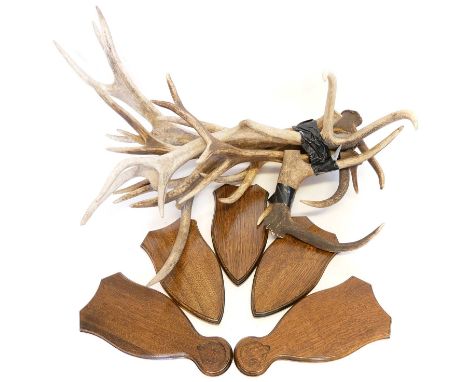 Quantity of Deer antlers and also various Oak  shields Quantity of Deer antlers suitable for display purposes or stick making