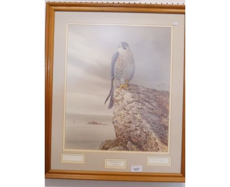 David Digby - signed limited edition print of a peregrine falcon - 42 x 35cm