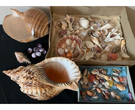 A collection of sea shells to include a Triton Trumpet, abalone etc.Condition ReportGood condition.