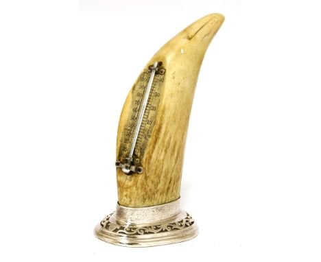 An unusual whale tooth desk thermometer,c.1910, the tooth with an applied thermometer on a pierced white metal plinth,19cm hi