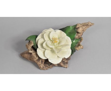 A Royal Worcester Bisque Study of a Camellia Flower on Branch, 20cm long 