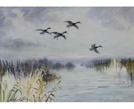 •ROLAND GREEN (1890-1972) MALLARD RISING ABOVE MARSHES Signed, watercolour and gouache over traces of pencil 25 x 35cm. ++ Go
