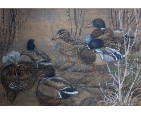 •CHARLES FREDERICK TUNNICLIFFE, RA (1901-1979) MALLARD AT THE WATER'S EDGE Signed, watercolour with pencil and charcoal, a sk