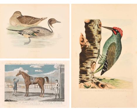 A collection of 18th and 19th Century Prints mostly of avian and equestrian subjectsIncluding six after James Roberts (1725-1
