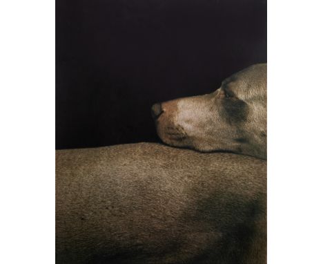 WILLIAM WEGMAN (AMERICAN B. 1943) Overview  , 1998iris print image: 56 x 45 cm (22 x 17 3/4 in.), full sheet measuring 95 x 7