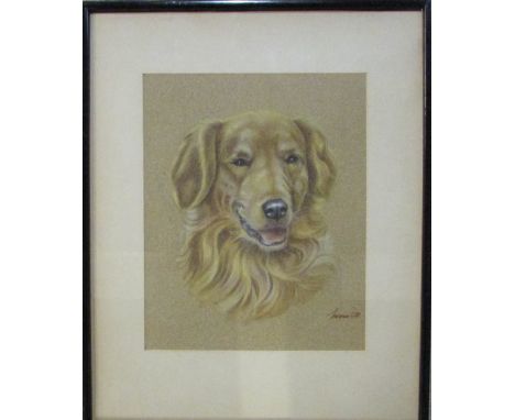 Pastel drawing of a golden retriever by Ost 32 cm x 39 cm