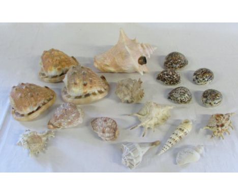 Quantity of sea shells