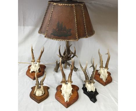 A group of five pairs of Roe deer antlers, all mounted on wall plaques and a novelty table lamp in the form of deer antlers, 