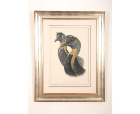 JOHN GOULD (1804-1881) 'Casuaris Uniappendiculatus'(Northern Cassowary), (Blyth 1860), from Gould's Birds of Australia (suppl