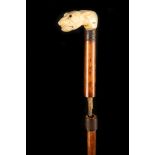 A 19TH CENTURY IVORY HANDLED SWORD STICK WALKING CANE, the grip worked as a snarling dog with