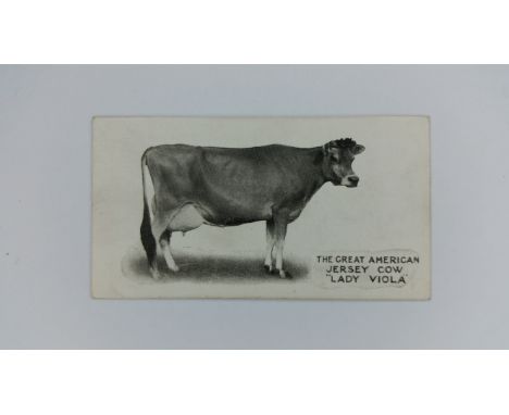 TADDY, Famous Horses And Cattle, inc. no. 1 The Great American Jersey Cow Lady Viola, near VG,