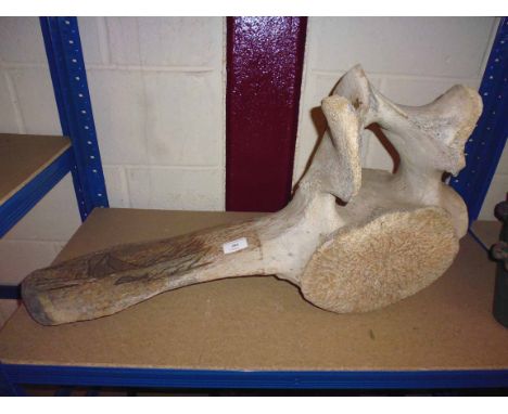 A large scrimshaw whale bone