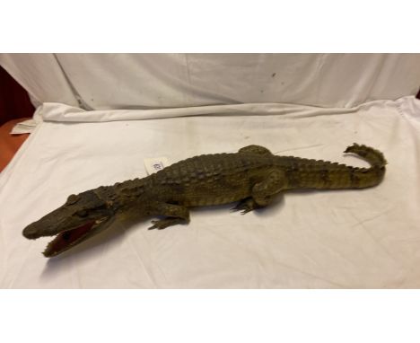 Sale Item:    SMALL CROCODILE APPROX 80 CMS   Vat Status:   No Vat   Buyers Premium:  This lot is subject to a Buyers Premiu
