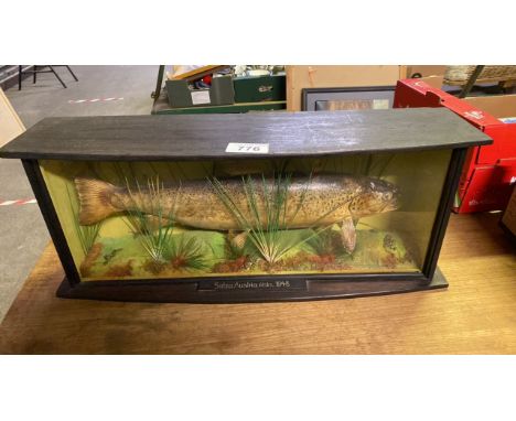  Sale Item:    CASED BROWN TROUT SALZA AUSTRIA 1948- SIZE 75 X 19 X 30 CMS  Vat Status:   No Vat   Buyers Premium:  This lot 