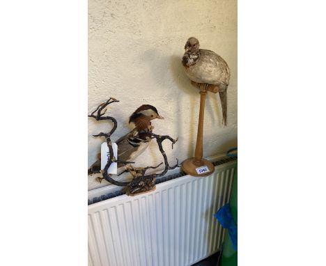  Sale Item:    2 STUFFED BIRDS (AF)   Vat Status:   No Vat   Buyers Premium:  This lot is subject to a Buyers Premium of 15% 