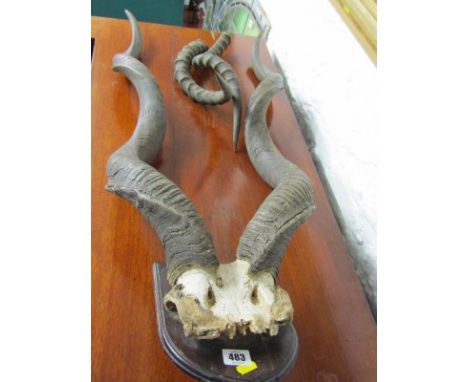 HUNTING TROPHY, Kudu mounted horns; also 2 Impala horns