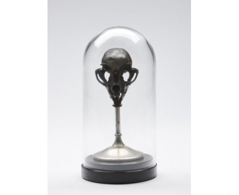 Naturalia A skull of a cat . . Cm 10,00 x 20,00.
